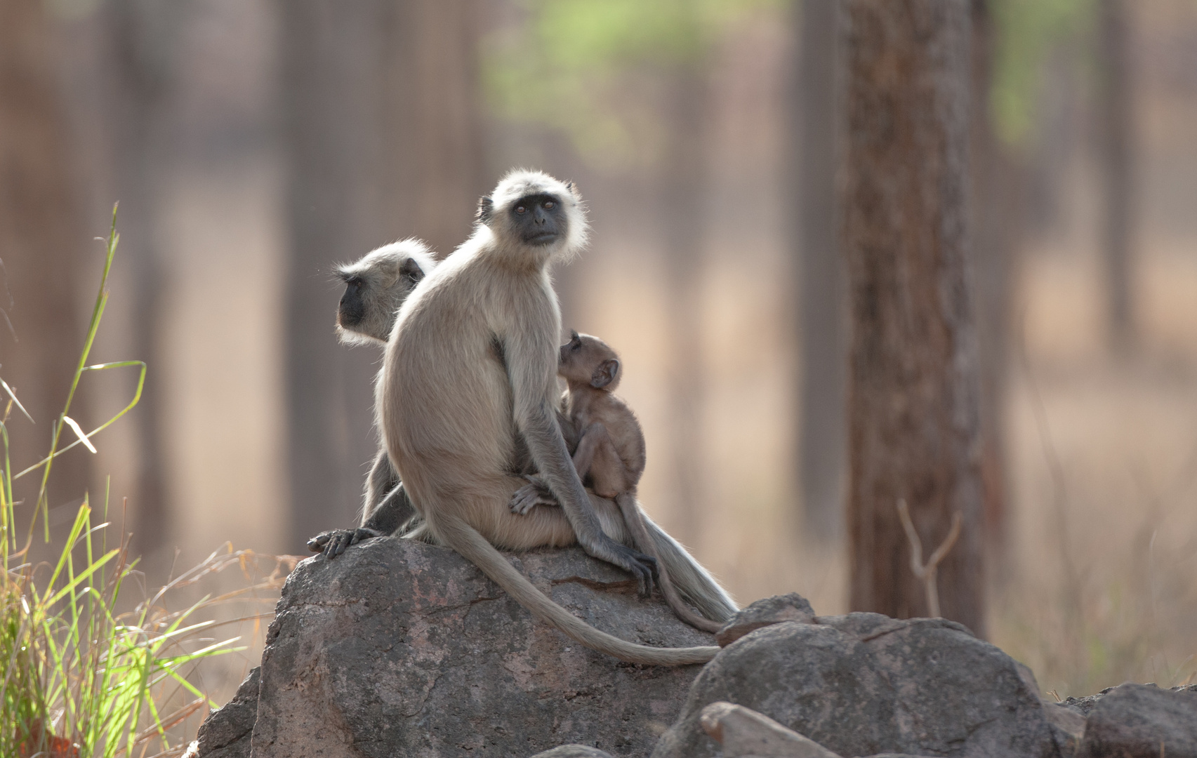 Bengalische Hanuman-Langur Familie (Semnopithecus entellus) im Pench-Nationalpark, Indien