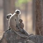 Bengalische Hanuman-Langur Familie (Semnopithecus entellus) im Pench-Nationalpark, Indien