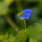 Bengalische Tagblume (Commelina benghalensis)
