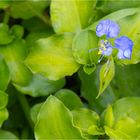 Bengalische Tagblume (Commelina benghalensis)..