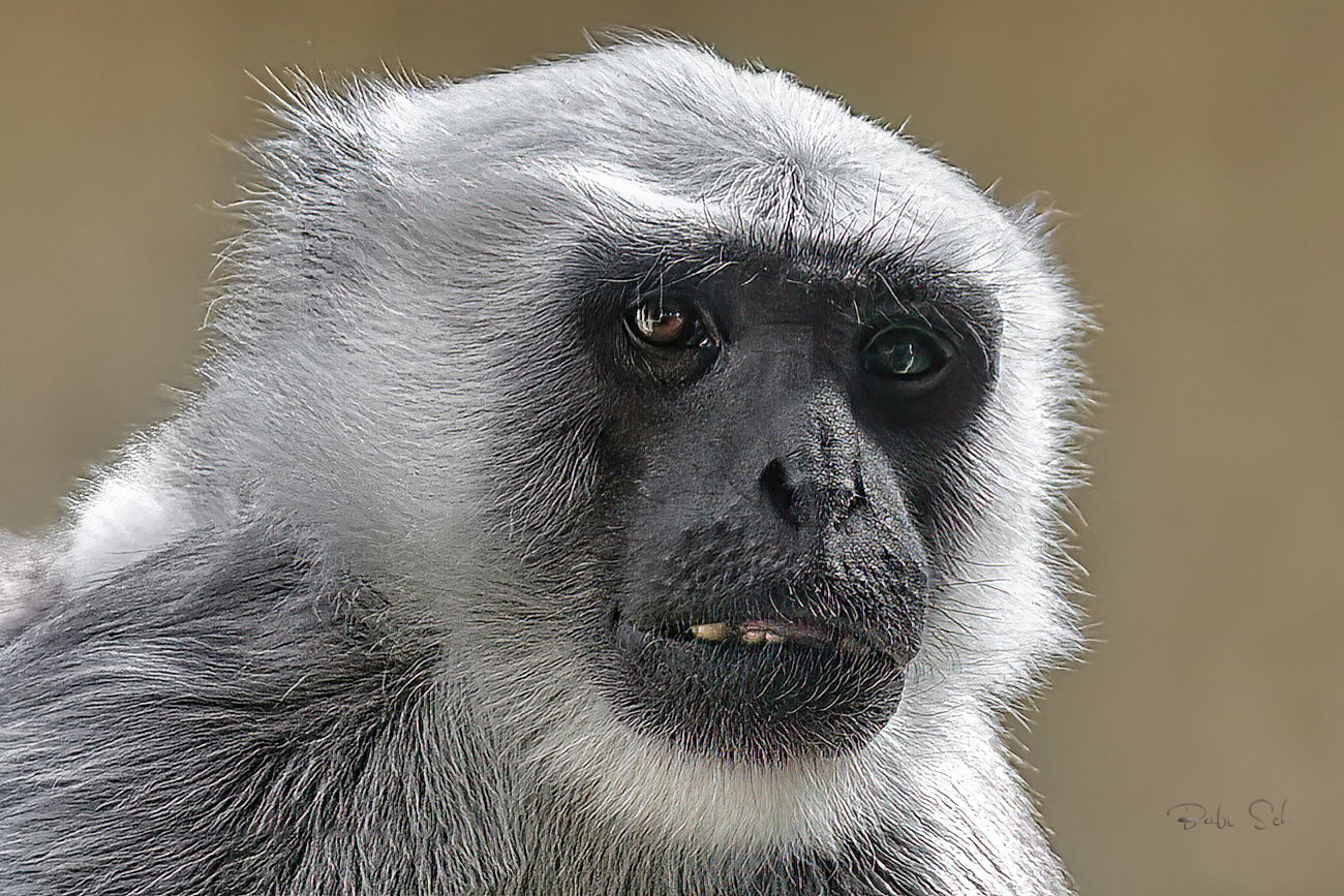 Bengalischer Hanuman-Langur