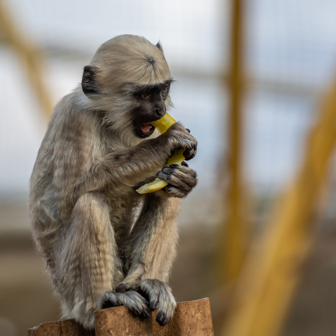 Bengalischer Hanuman-Langur