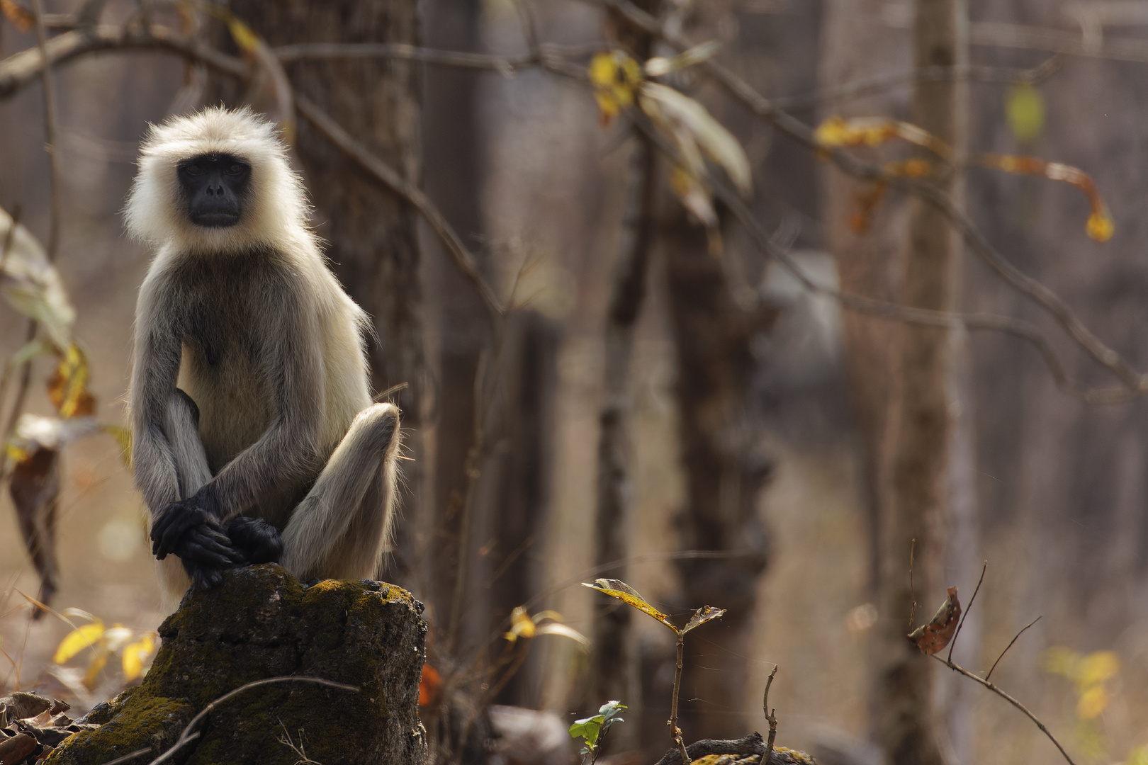 Bengalischer Hanuman-Langur Backlight