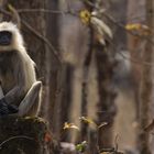 Bengalischer Hanuman-Langur Backlight