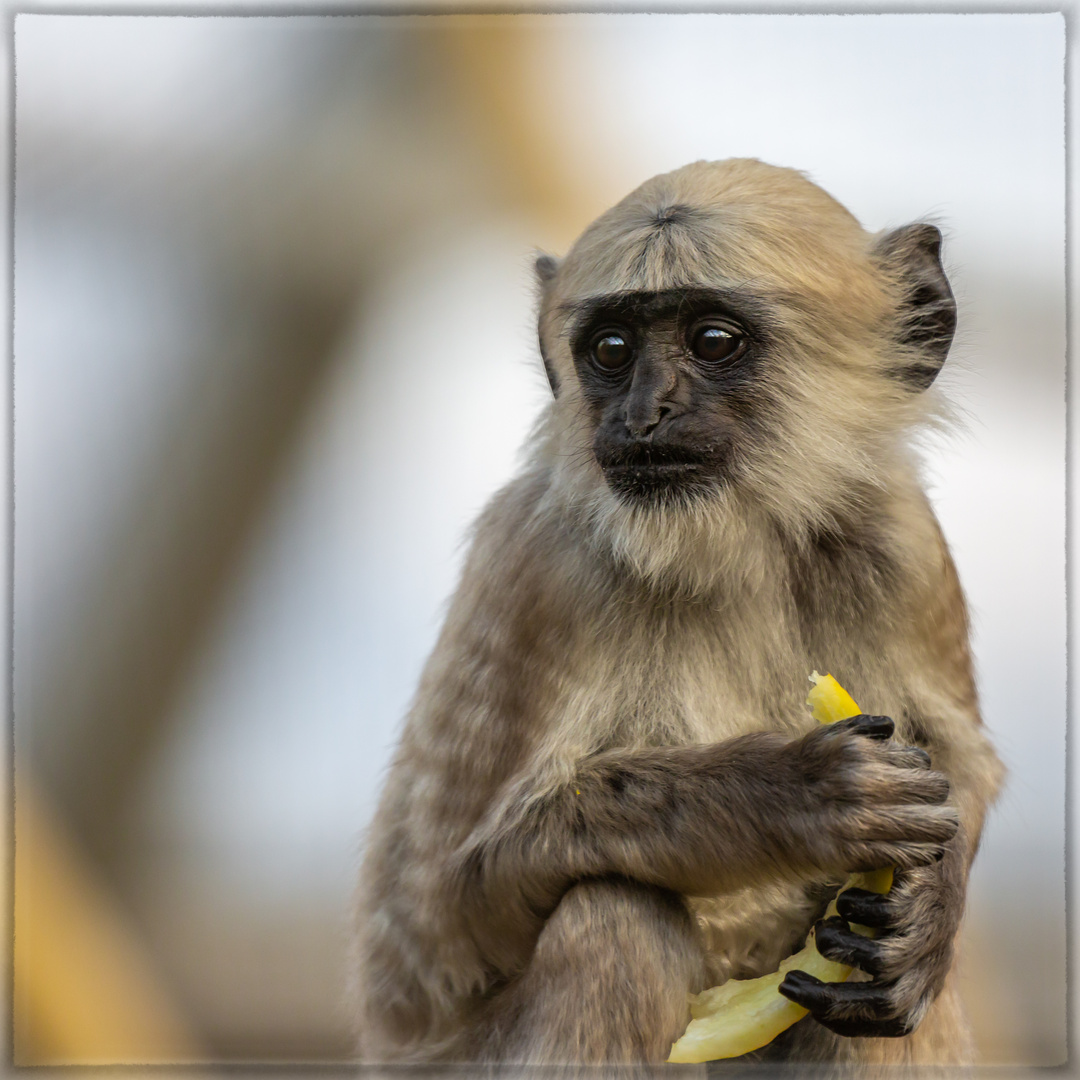 Bengalischer Hanuman-Langur