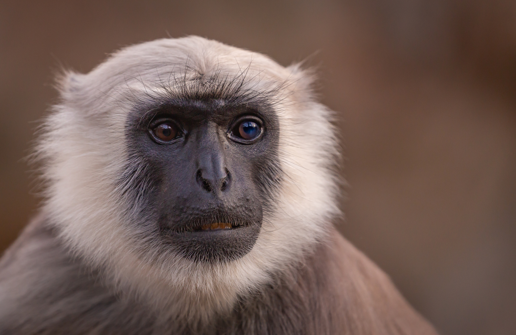 Bengalischer Hanuman-Langur in der Zoom Erlebniswelt