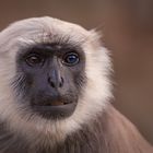 Bengalischer Hanuman-Langur in der Zoom Erlebniswelt