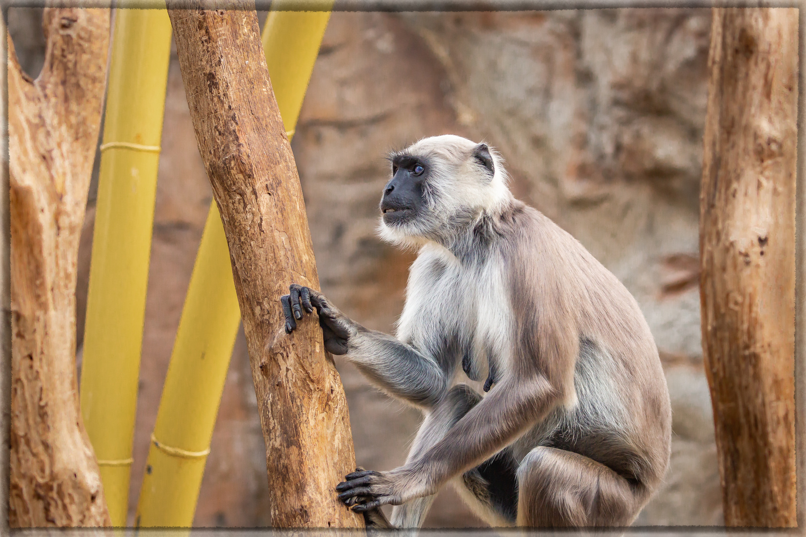 Bengalischer Hanuman-Langur in der Zoom Erlebniswelt