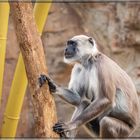 Bengalischer Hanuman-Langur in der Zoom Erlebniswelt