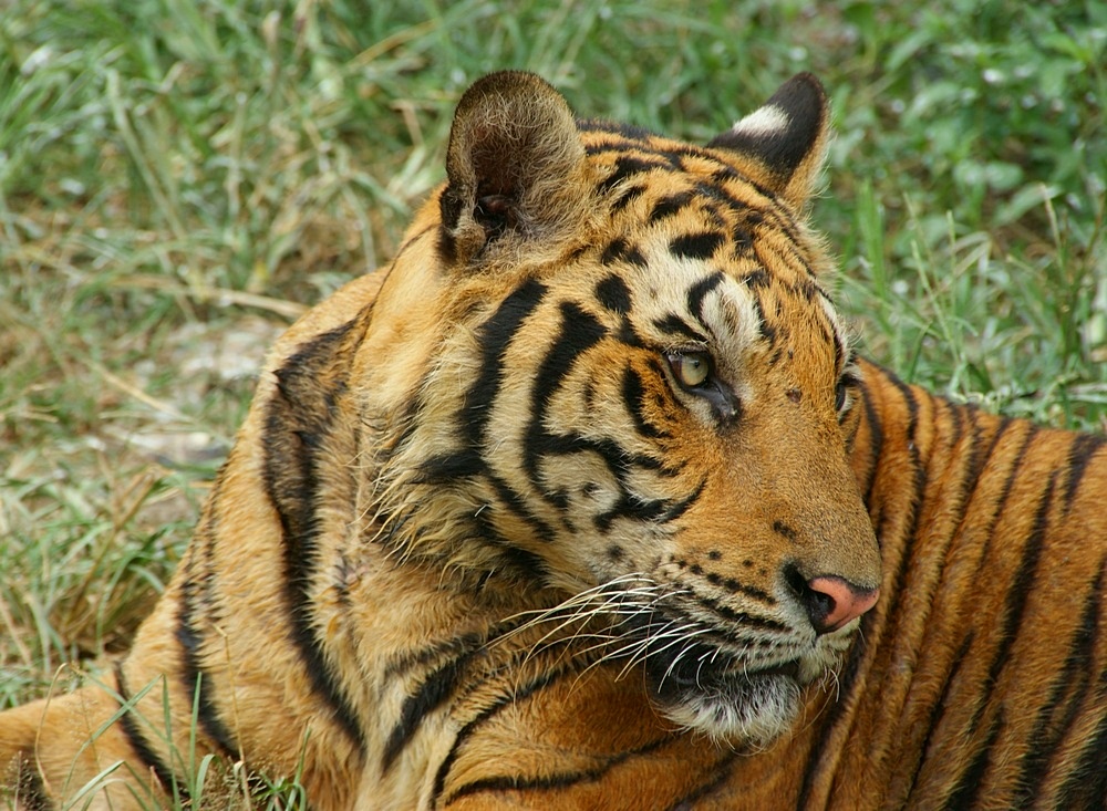 Bengalischer Tiger