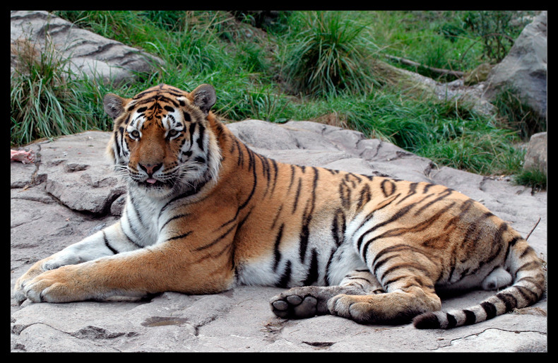 Bengalischer Tiger