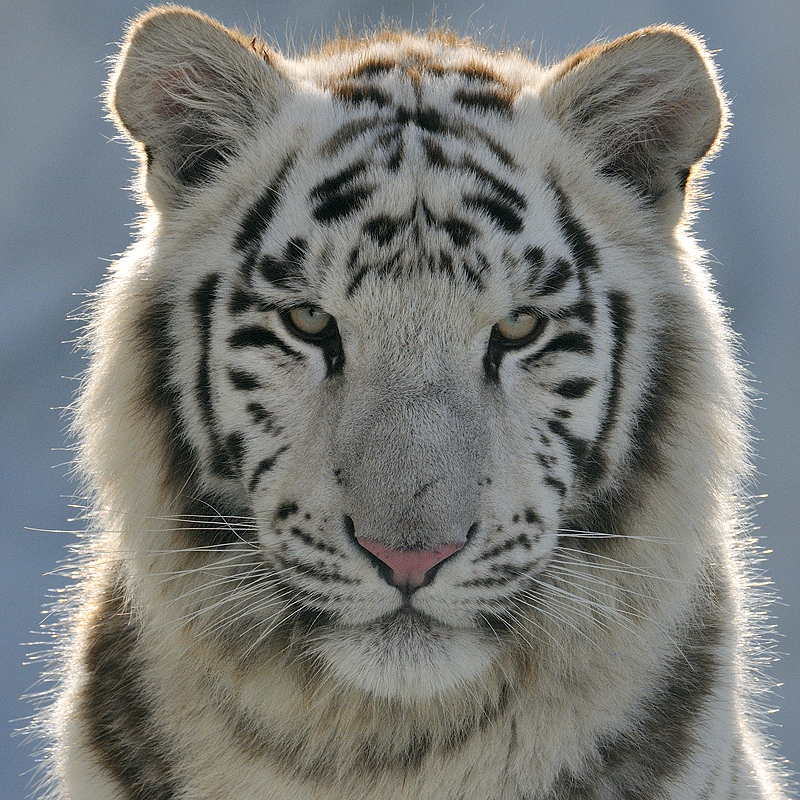 bengalischer Tiger