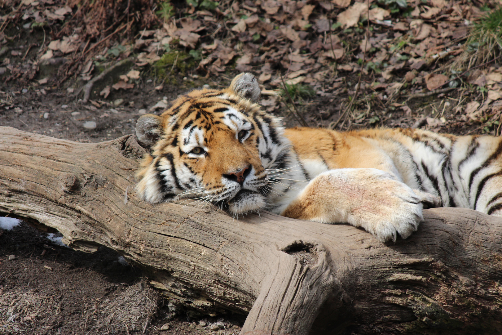 Bengalischer Tiger I Foto & Bild | tiere, zoo, wildpark & falknerei ...