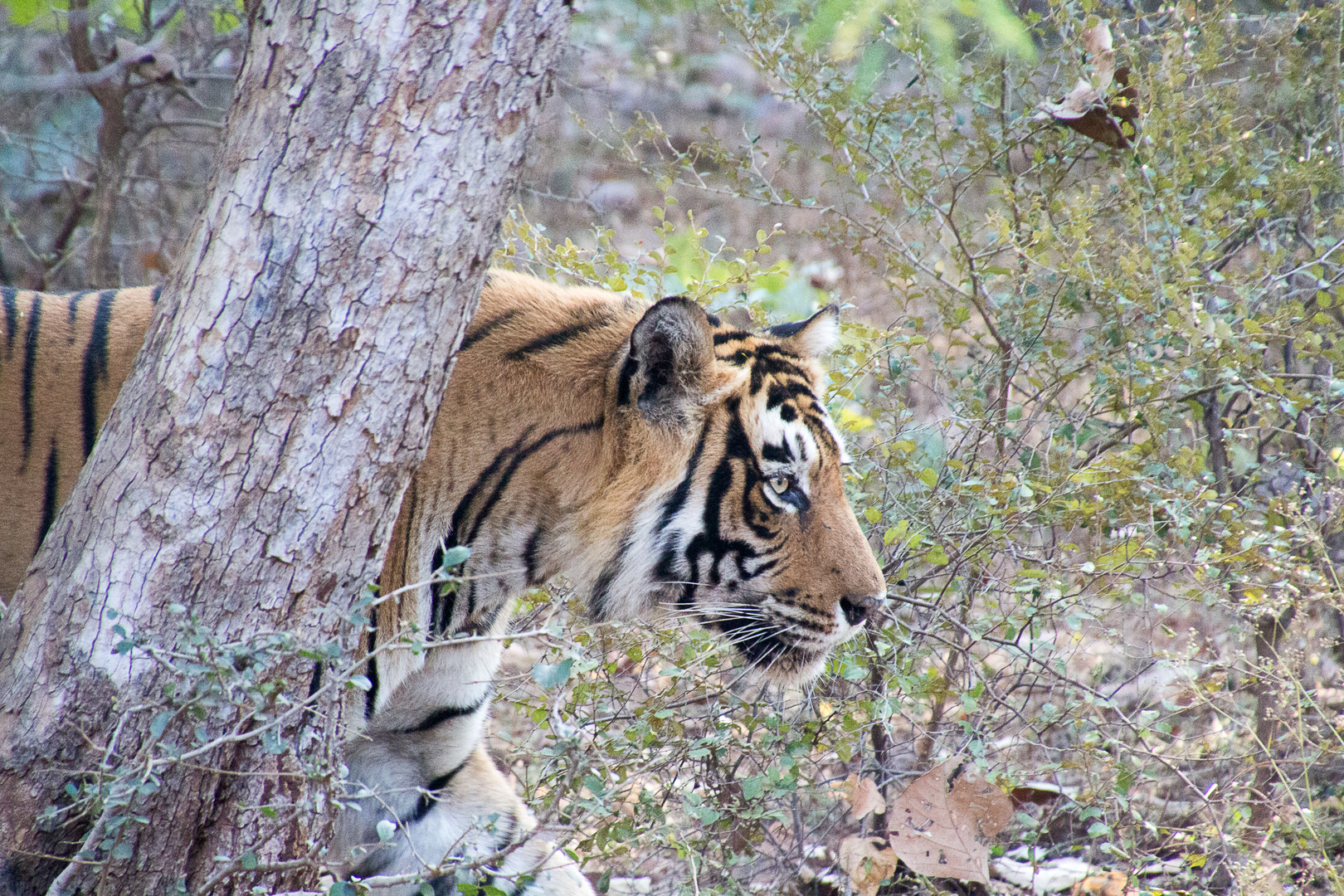 Bengalischer Tiger im Ranthambhore N.P. / Indien