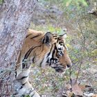 Bengalischer Tiger im Ranthambhore N.P. / Indien