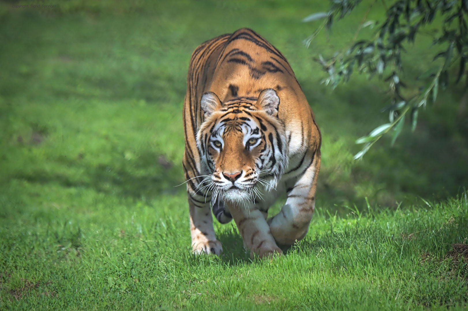bengalisches Tigerweibchen im Park Mondo Verde 