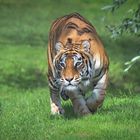 bengalisches Tigerweibchen im Park Mondo Verde 