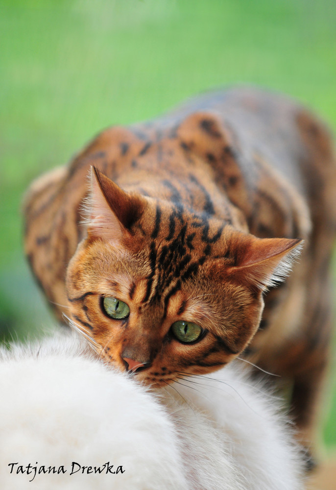 Bengalkater