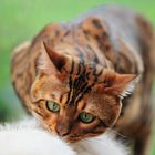 Bengalkater