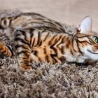 Bengalkater Ivo 30012011