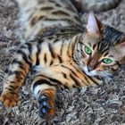 Bengalkater Ivo 30012011-2