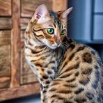 Bengalkater Ivo 30012011-3