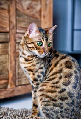 Bengalkater Ivo 30012011-3