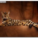 Bengalkater Lexani