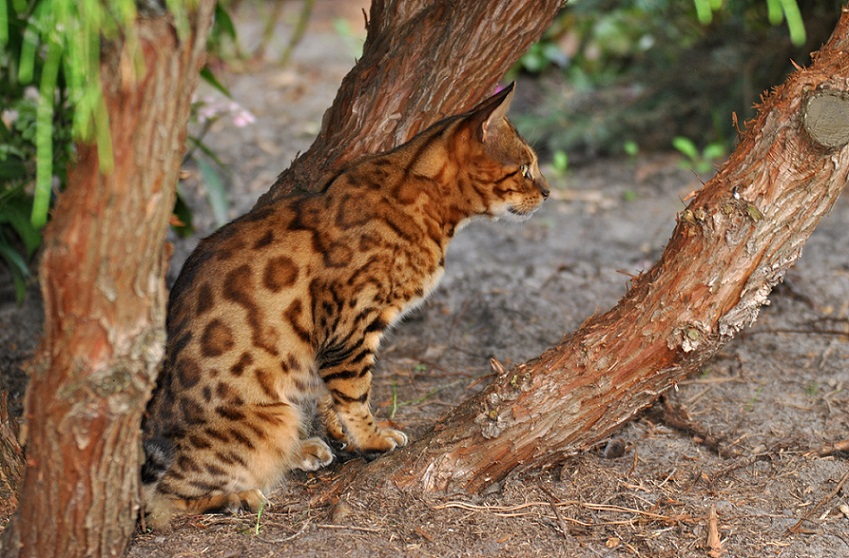 Bengalkatze