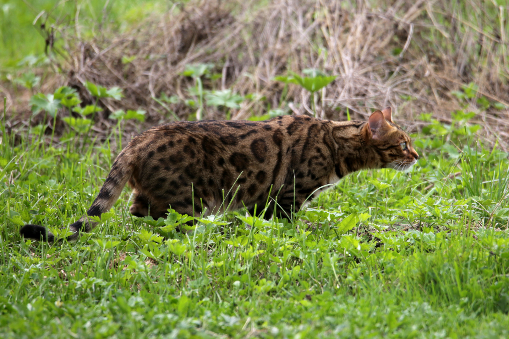 Bengalkatze