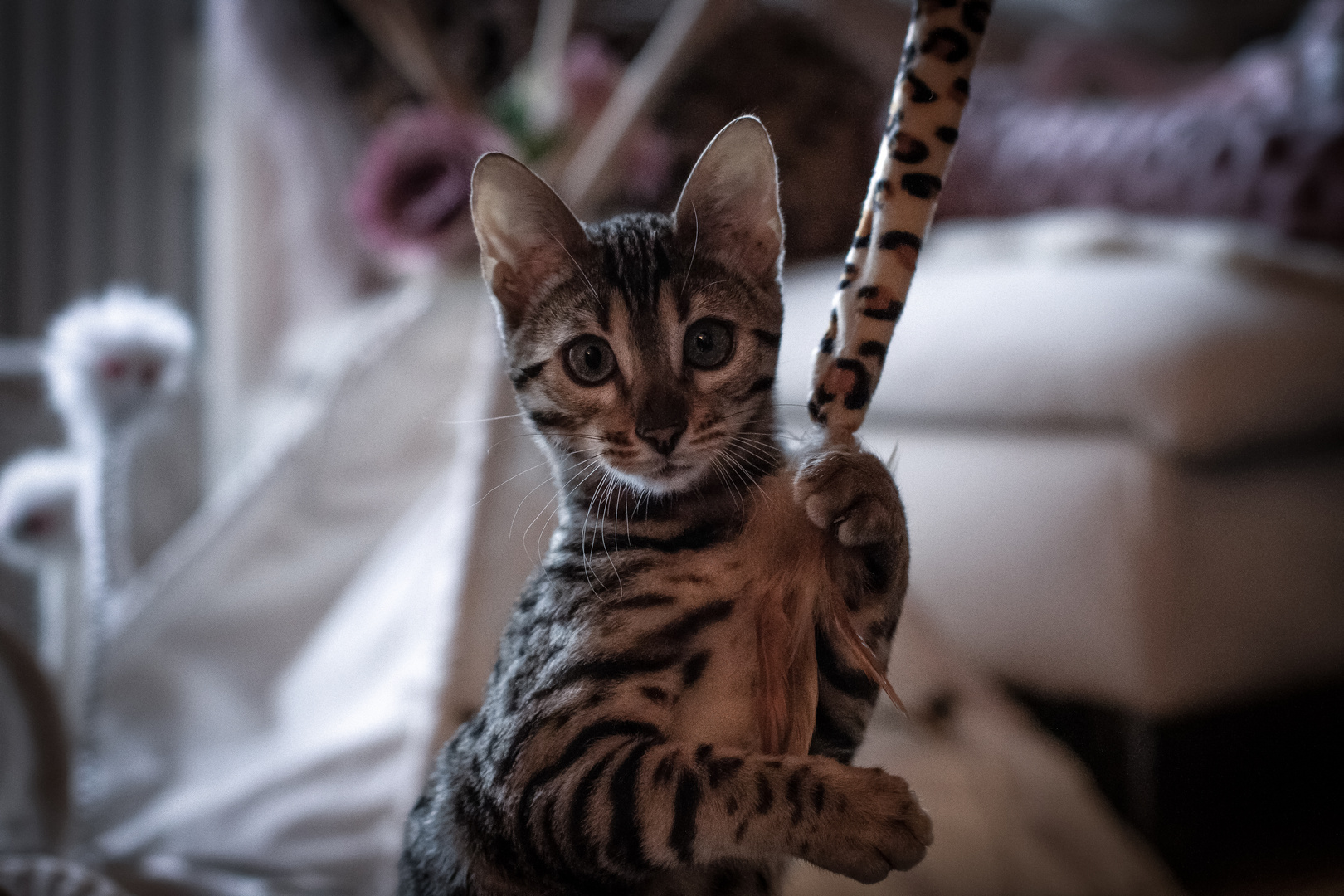 Bengalkatze