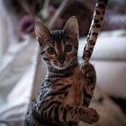 Bengalkatze