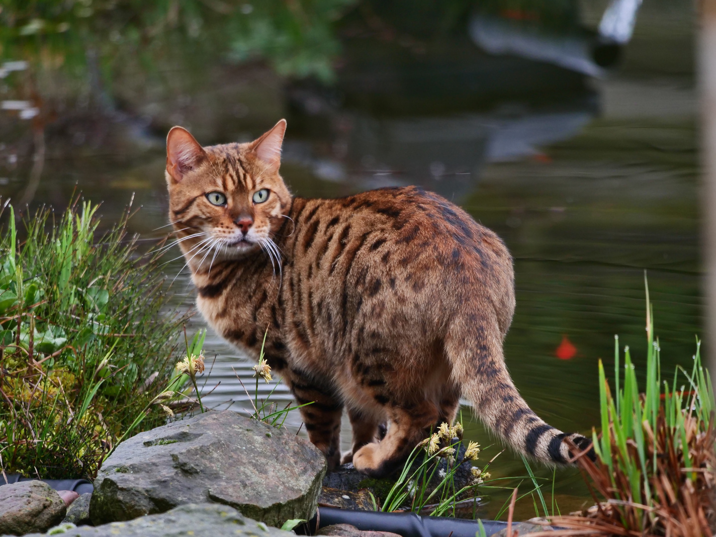 Bengalkatze