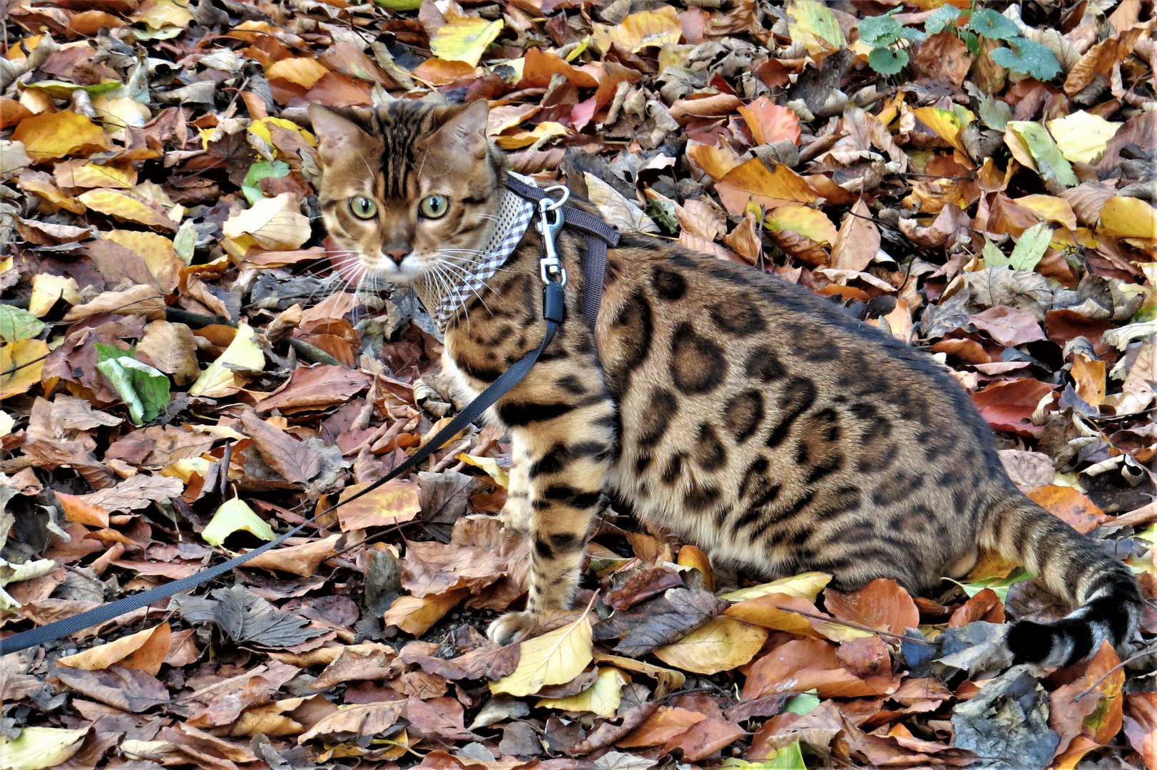 Bengalkatze beim Waldspaziergang. Foto & Bild | tiere, haustiere ...