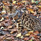 Bengalkatze beim Waldspaziergang.