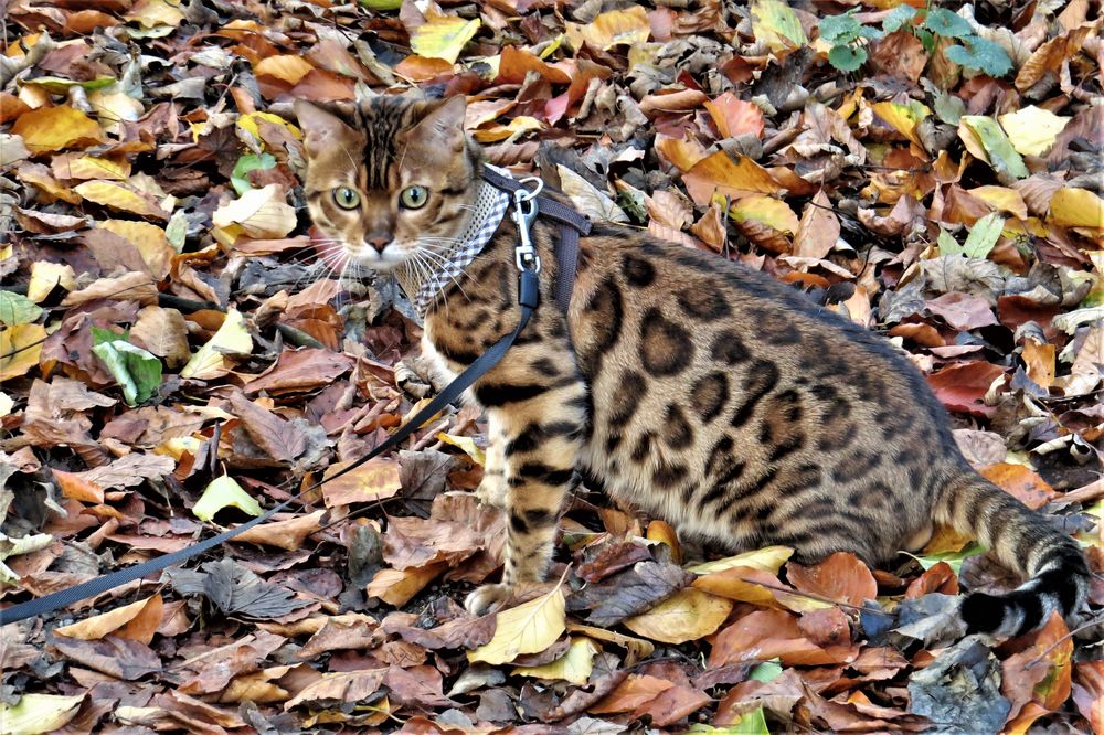 Bengalkatze beim Waldspaziergang.