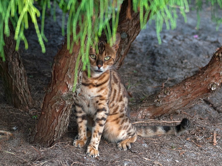 Bengalkatze Christiansberg