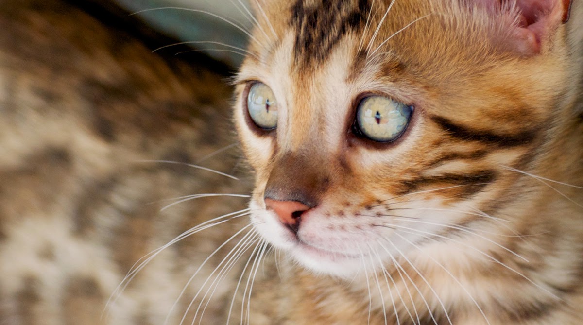 Bengalkitten