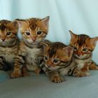 Bengalkitten