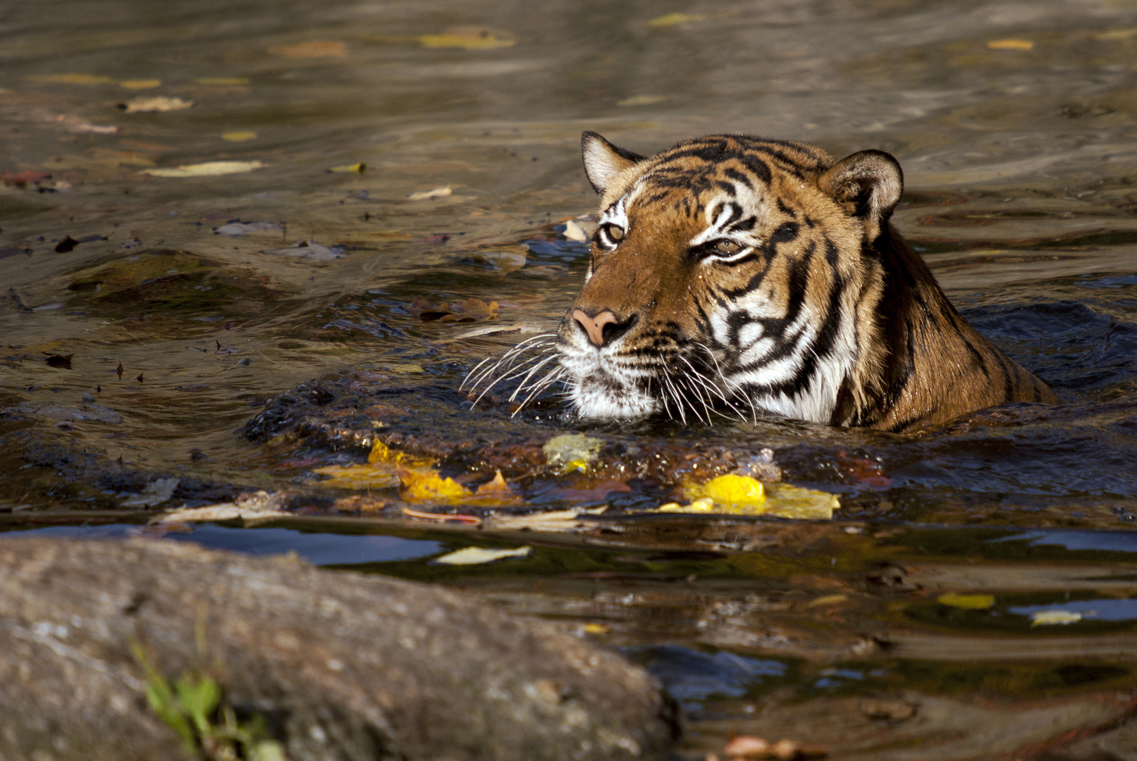 Bengaltiger