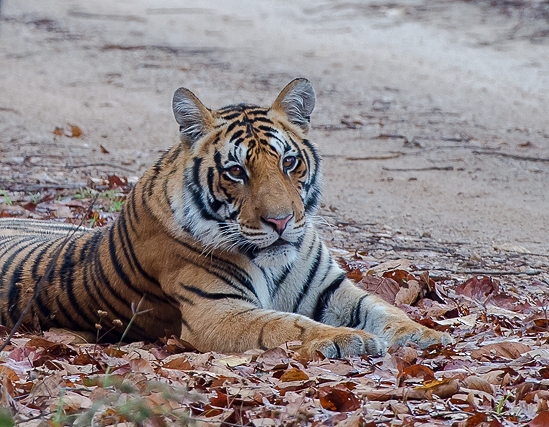 Bengaltiger