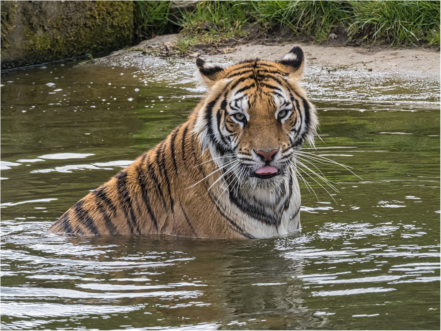 Bengaltiger.....