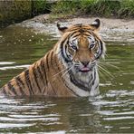 Bengaltiger.....