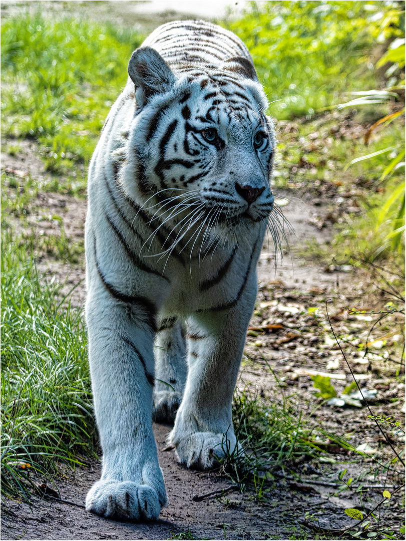 Bengaltiger