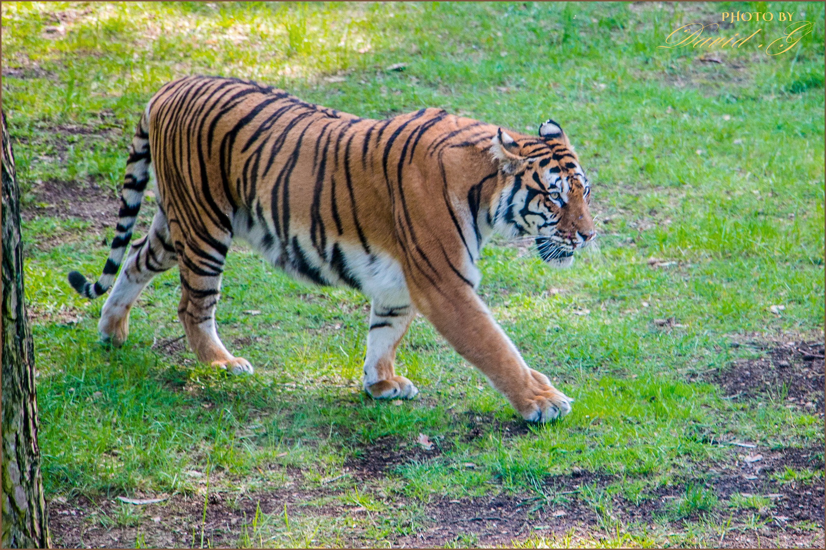 Bengaltiger