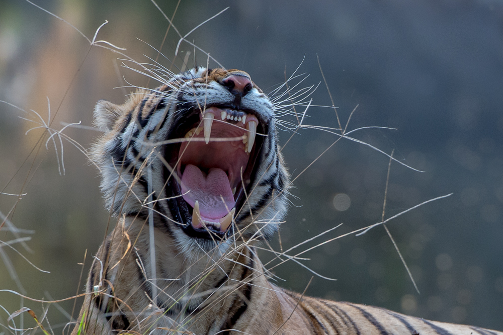 Bengaltiger-Mittagspause