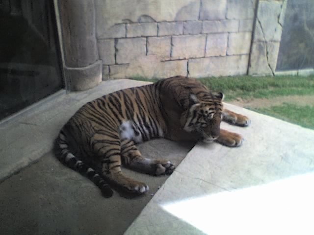 Bengaltiger oder Königstiger, Dubailand Haupt Büro, Dubai, Vereinigte Arabische Emirate