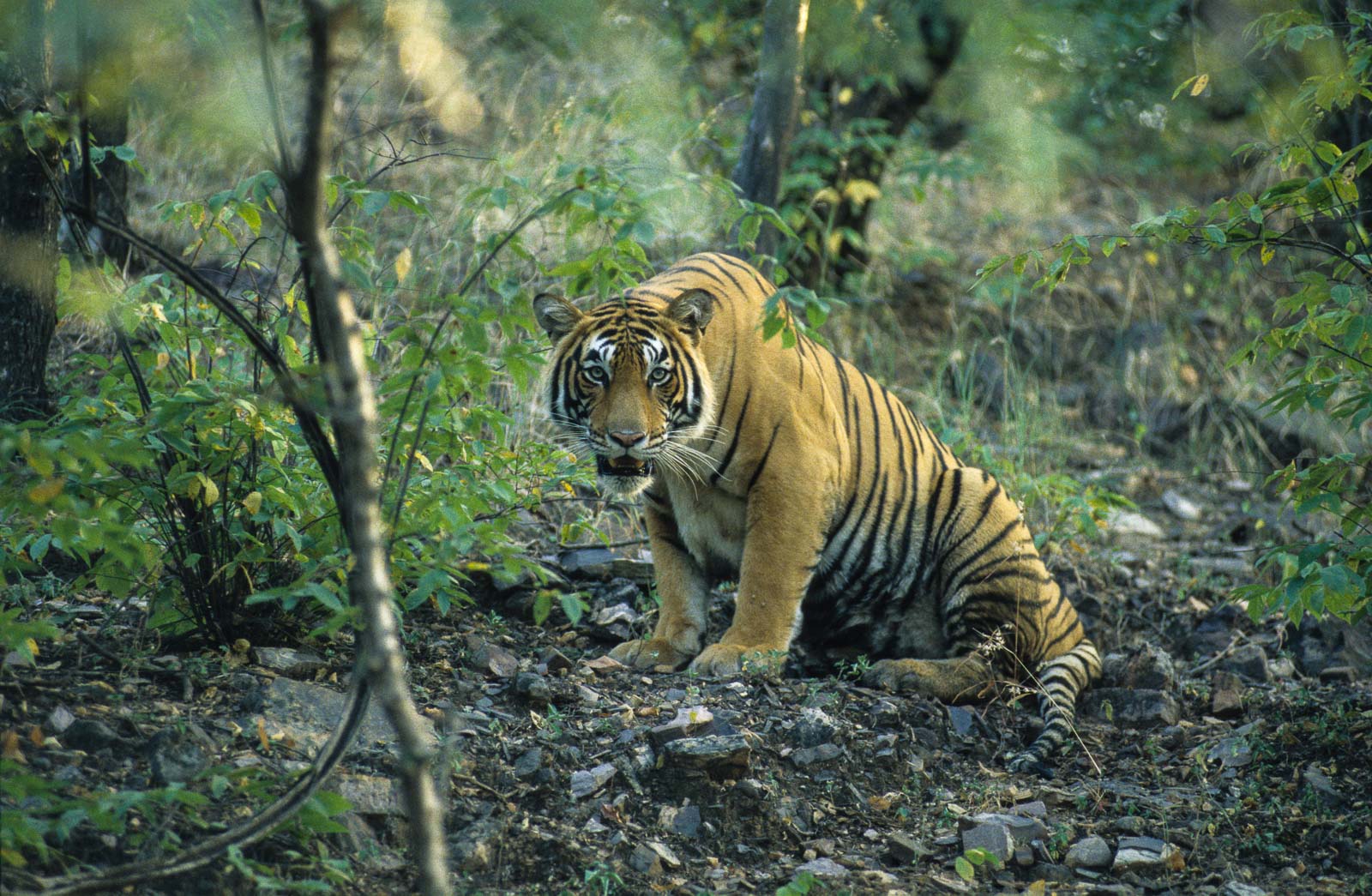 Bengaltiger, Ranthambhore-Nationalpark, Indien