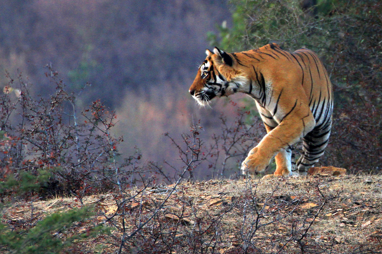 Bengaltiger, Ranthambore Nationalpark, Rajasthan