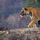 Bengaltiger, Ranthambore Nationalpark, Rajasthan